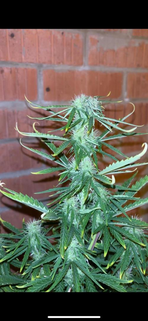 Cheese, Orange Haze & Cotton Berry. Week 7 - Day 43 plant 2 