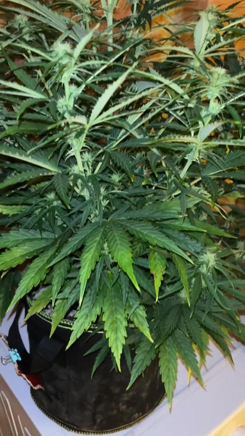 Cheese, Orange Haze & Cotton Berry