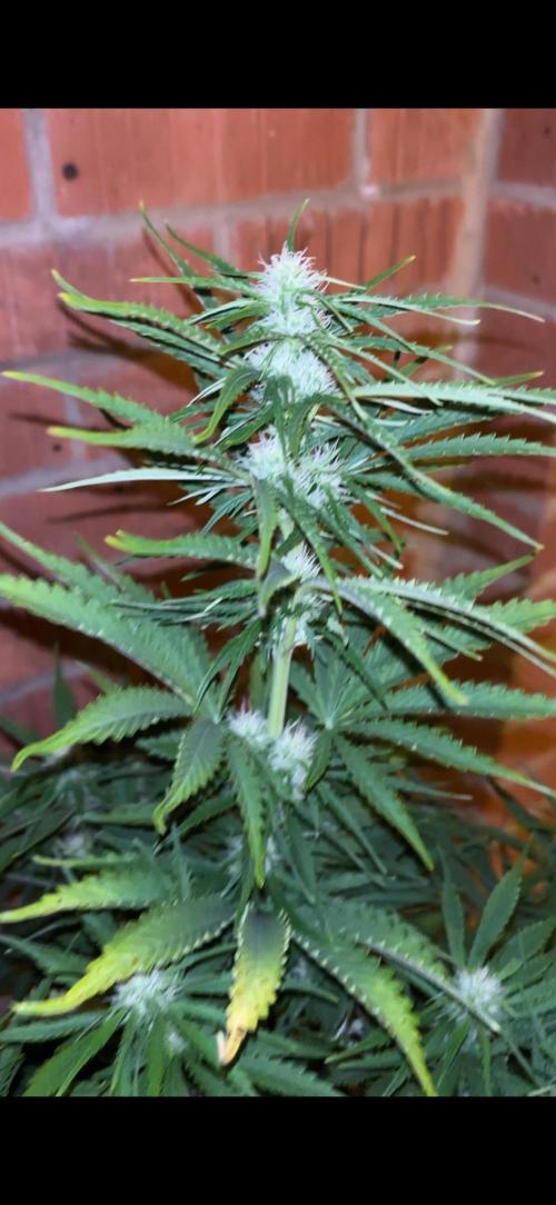 Cheese, Orange Haze & Cotton Berry. Week 7 - Day 43 plant 3 