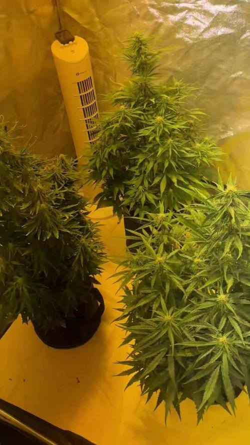 Cheese, Orange Haze & Cotton Berry