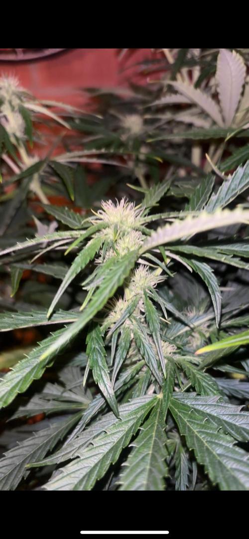 Cheese, Orange Haze & Cotton Berry. Week 7 - Day 44