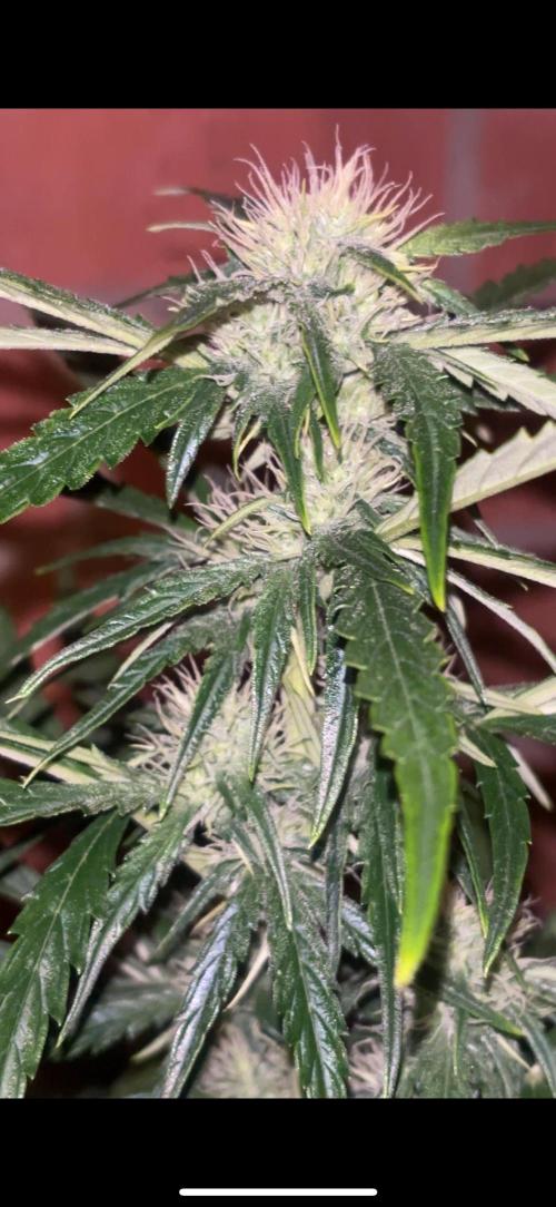 Cheese, Orange Haze & Cotton Berry. Week 7 - Day 44