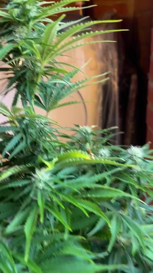 Cheese, Orange Haze & Cotton Berry