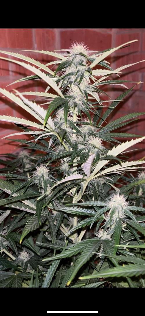 Cheese, Orange Haze & Cotton Berry. Week 7 - Day 48 
Cheese 