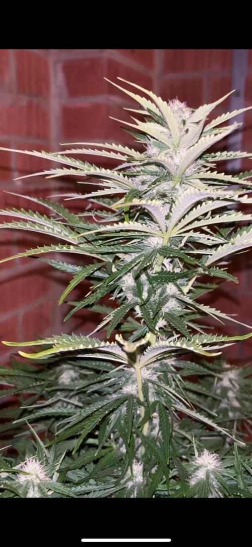 Cheese, Orange Haze & Cotton Berry. Week 7 - Day 48 
Cotton berry rush 