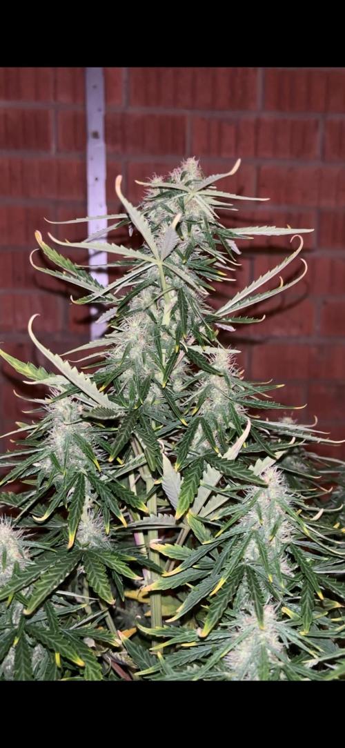 Cheese, Orange Haze & Cotton Berry. Week 7 - Day 48 
Orange haze 