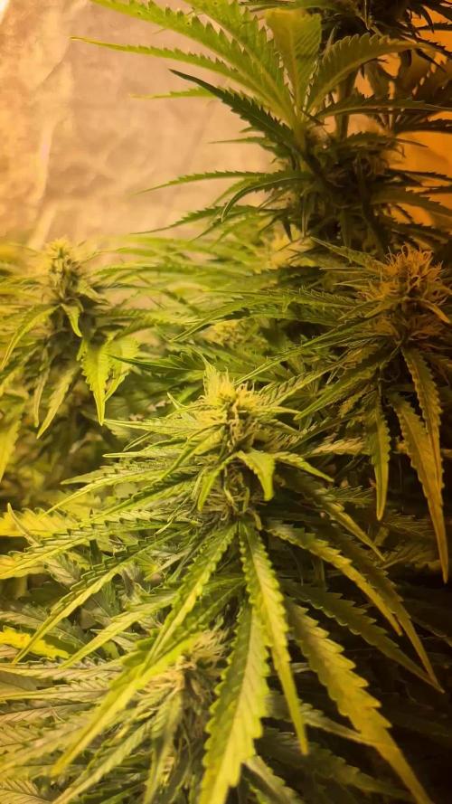 Cheese, Orange Haze & Cotton Berry