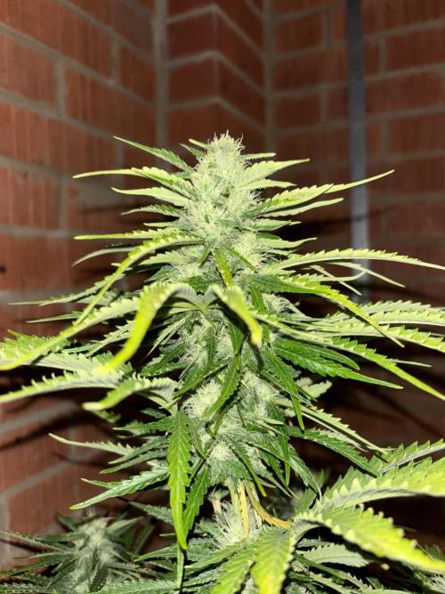 Cheese, Orange Haze & Cotton Berry. Week 8 - Plant 2 