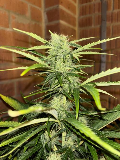 Cheese, Orange Haze & Cotton Berry. Week 8 - Plant 3 