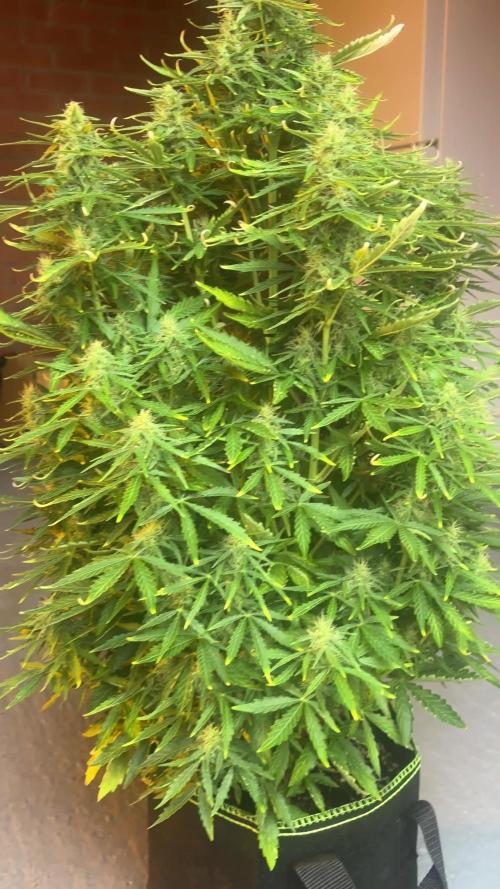 Cheese, Orange Haze & Cotton Berry