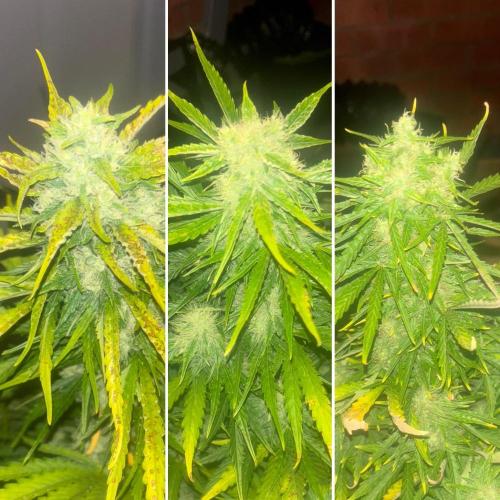 Cheese, Orange Haze & Cotton Berry. Week 8 - Day 54
Plant 1,2,3