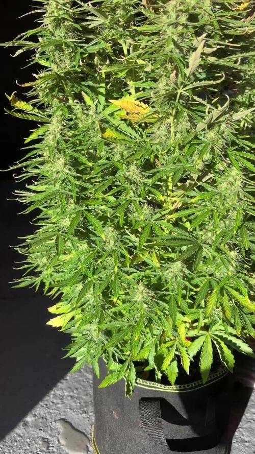 Cheese, Orange Haze & Cotton Berry