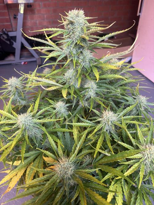 Cheese, Orange Haze & Cotton Berry. Week 9 - Day 61 cheese 