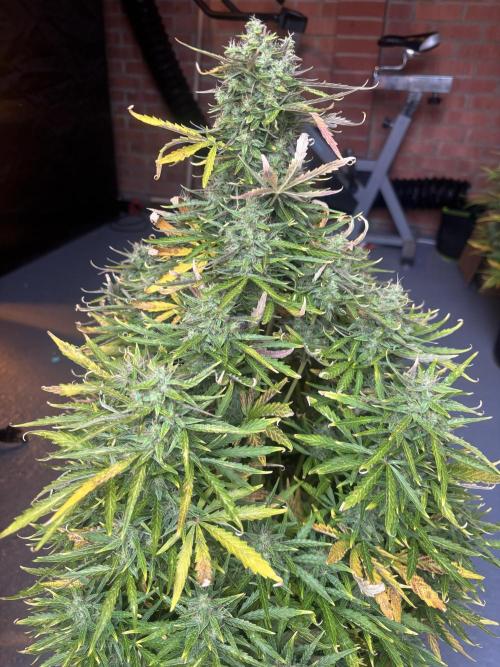 Cheese, Orange Haze & Cotton Berry. Week 9 - Day 61 orange haze 