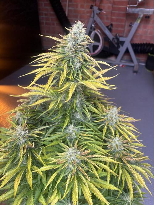 Cheese, Orange Haze & Cotton Berry. Week 9 - Day 61 cotton berry 