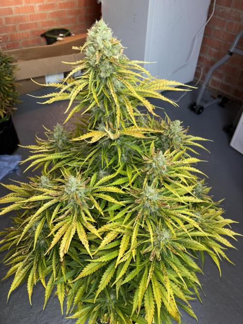 Cheese, Orange Haze & Cotton Berry. Week 10 - Berry cotton 