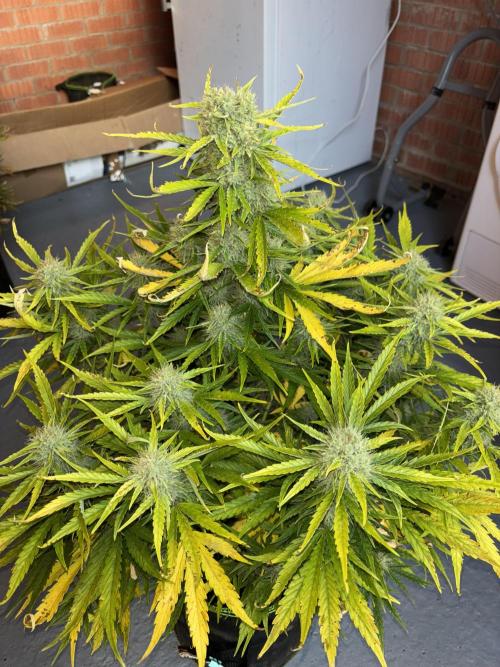 Cheese, Orange Haze & Cotton Berry. Week 10 - Cheese 