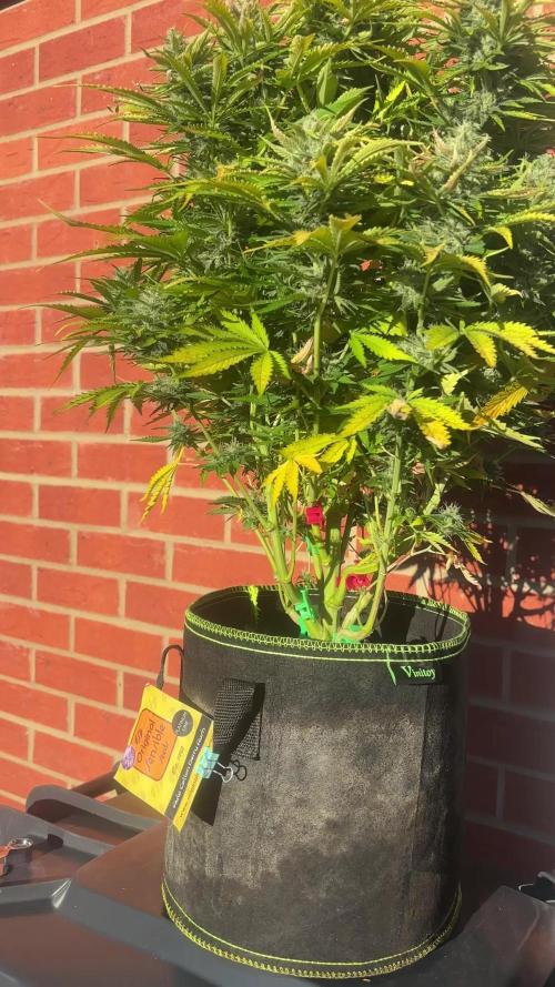 Cheese, Orange Haze & Cotton Berry