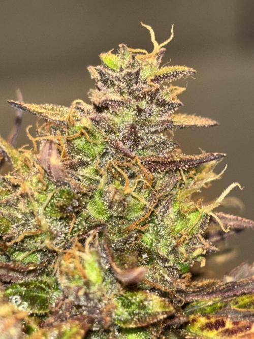 Cheese, Orange Haze & Cotton Berry. Week 10 - Day 67 
Orange haze.

She is super close now 