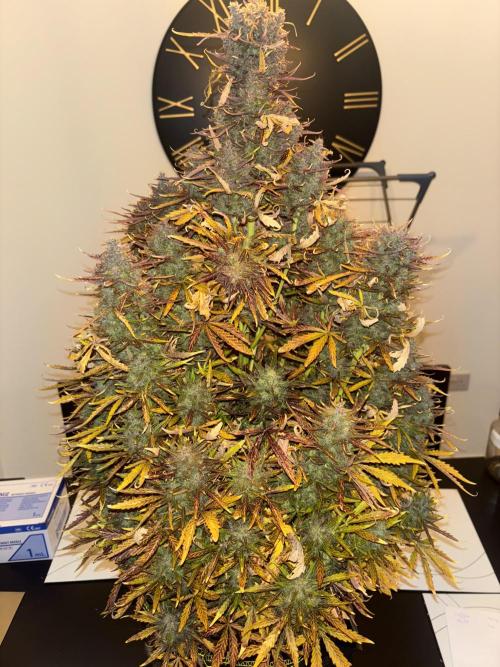 Cheese, Orange Haze & Cotton Berry. Week 11