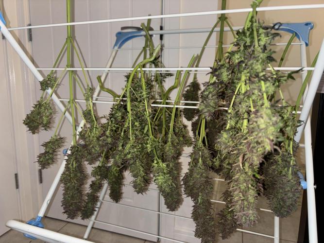 Cheese, Orange Haze & Cotton Berry. Week 11