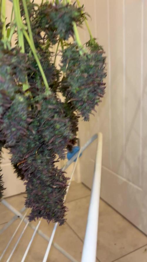 Cheese, Orange Haze & Cotton Berry