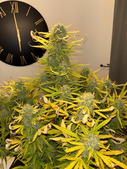 Cheese, Orange Haze & Cotton Berry. Week 10 - Day 73 
Chopping tomorrow 