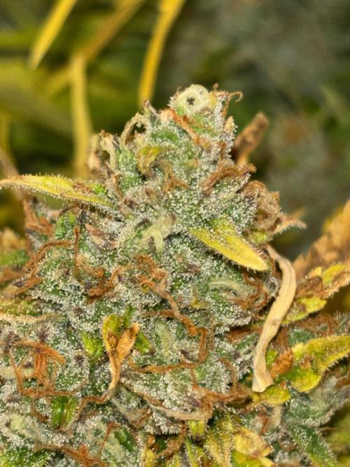 Cheese, Orange Haze & Cotton Berry. Week 10 - Day 73. 
Chopping tomorrow 