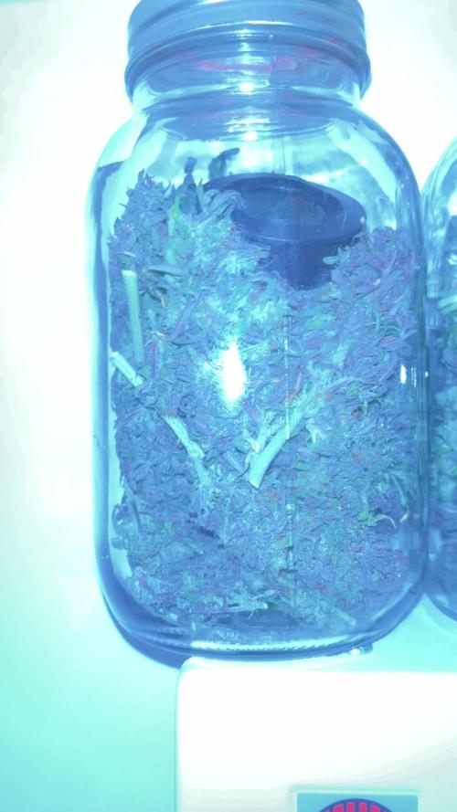 Cheese, Orange Haze & Cotton Berry