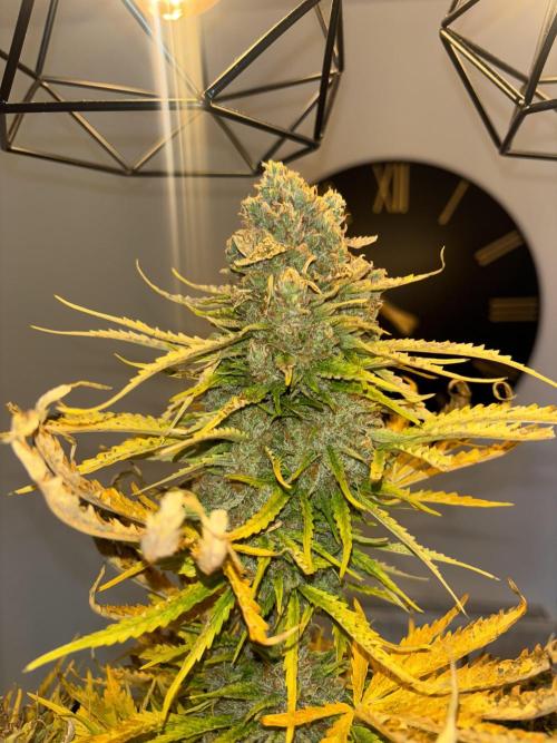 Cheese, Orange Haze & Cotton Berry. Week 11