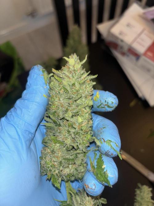 Cheese, Orange Haze & Cotton Berry. Week 11