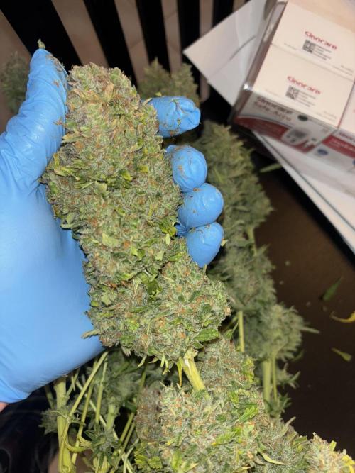 Cheese, Orange Haze & Cotton Berry. Week 11