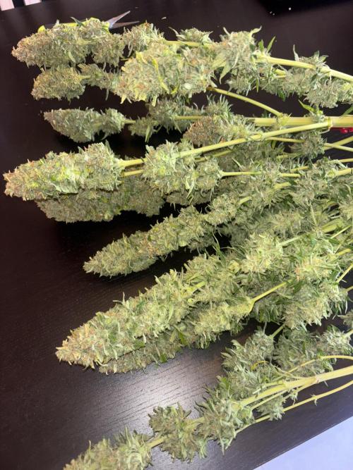 Cheese, Orange Haze & Cotton Berry. Week 11