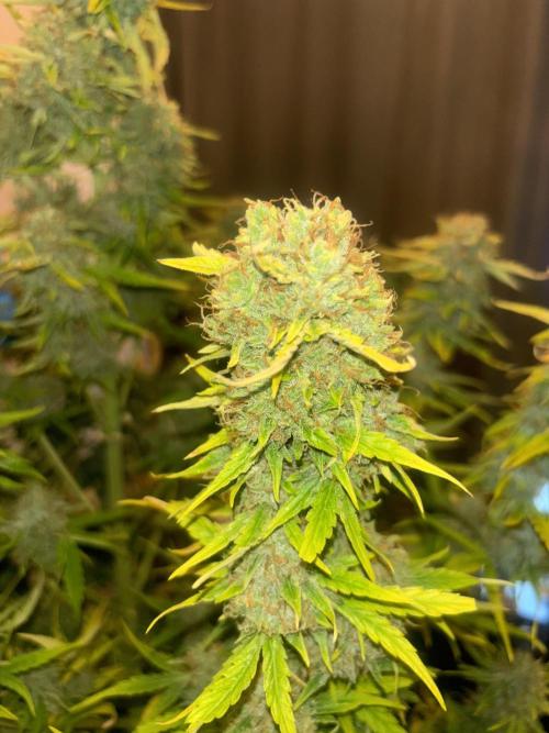 Cheese, Orange Haze & Cotton Berry. Week 11