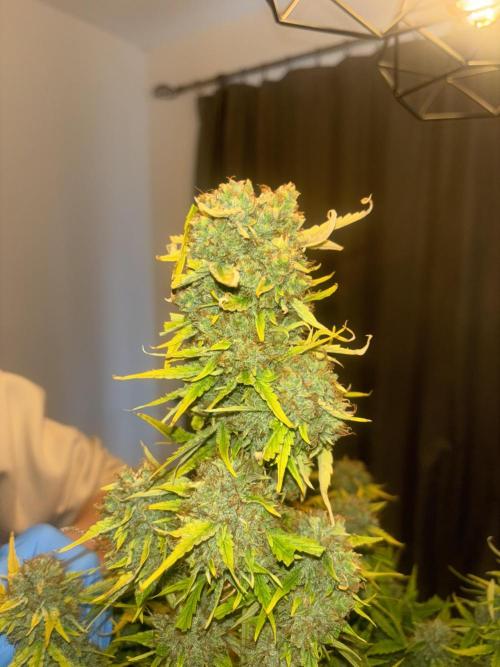 Cheese, Orange Haze & Cotton Berry. Week 11