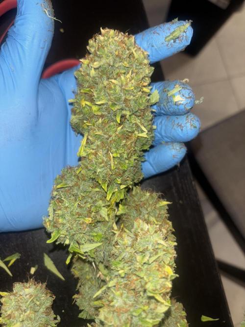 Cheese, Orange Haze & Cotton Berry. Week 11