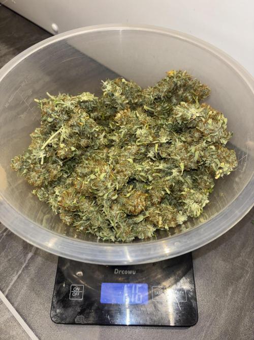 Cheese, Orange Haze & Cotton Berry. Week 11