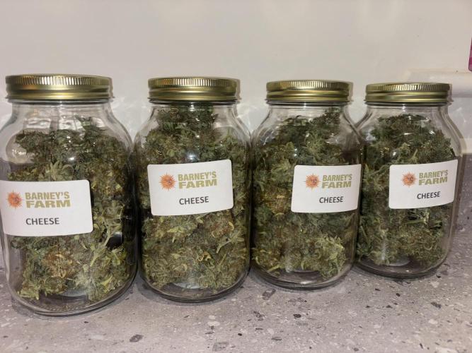 Cheese, Orange Haze & Cotton Berry. Week 11