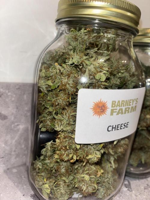 Cheese, Orange Haze & Cotton Berry. Week 11