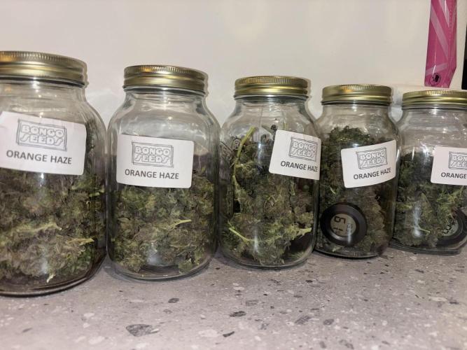 Cheese, Orange Haze & Cotton Berry. Week 11