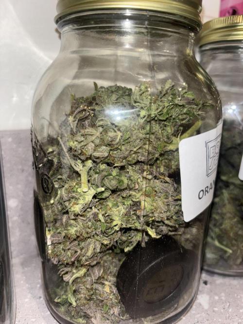 Cheese, Orange Haze & Cotton Berry. Week 11