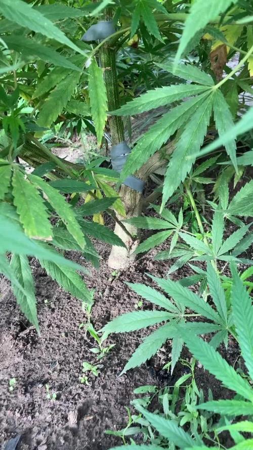 Sugar Black Rose Outdoor