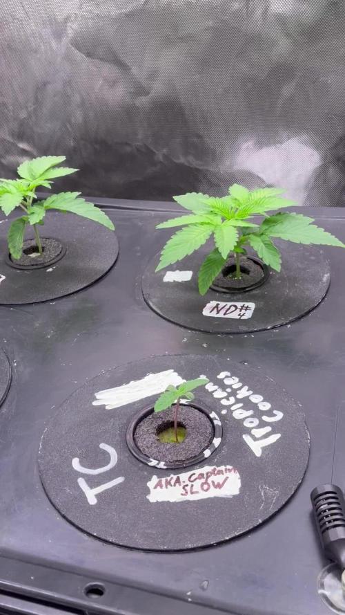 Nectar Drip - High Pressure Aeroponics