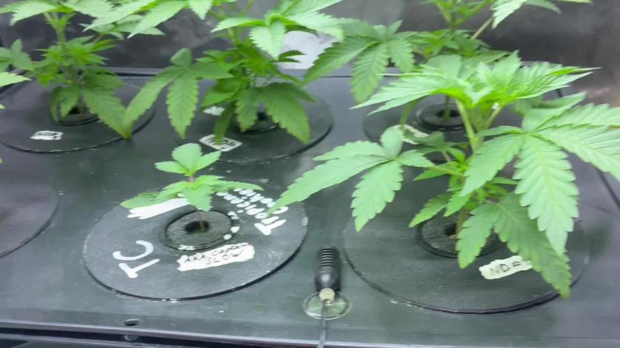 Nectar Drip - High Pressure Aeroponics