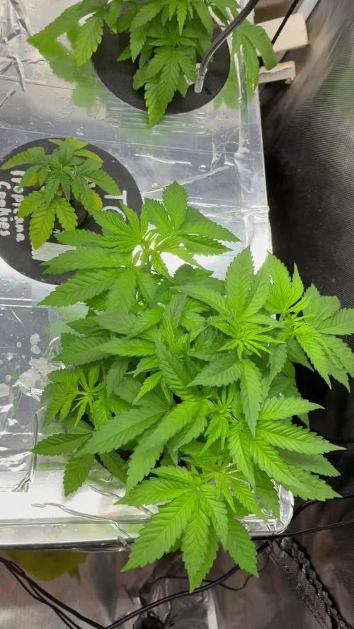 Nectar Drip - High Pressure Aeroponics