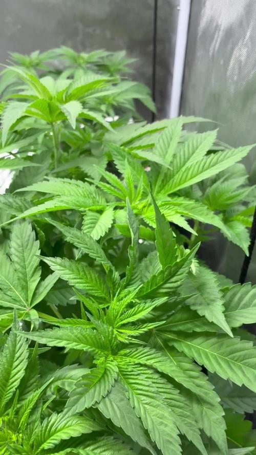 Nectar Drip - High Pressure Aeroponics