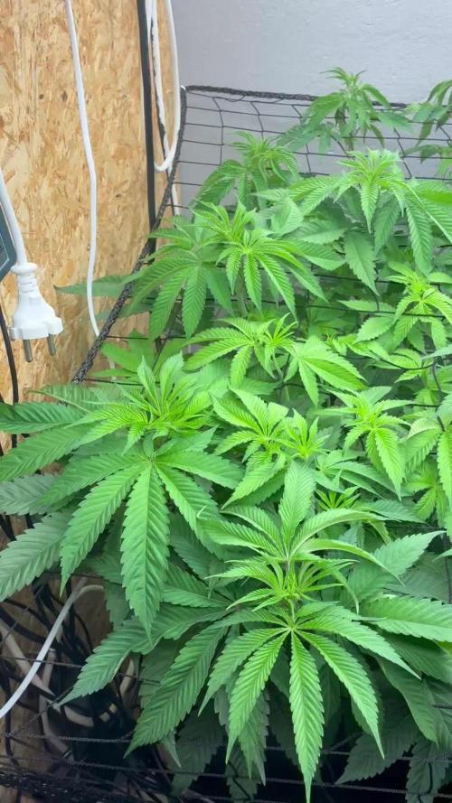 Nectar Drip - High Pressure Aeroponics