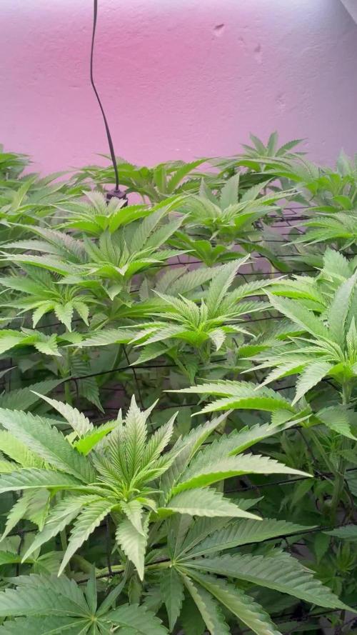 Nectar Drip - High Pressure Aeroponics