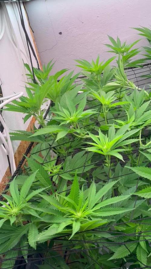 Nectar Drip - High Pressure Aeroponics