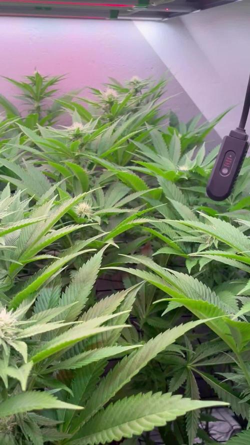 Nectar Drip - High Pressure Aeroponics